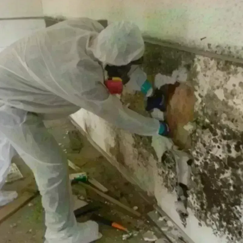 Mold Remediation and Removal in Spencer, NC